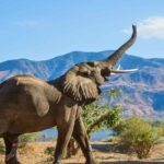 Elephant Kills American Tourist in Zambia: Tragic Safari Incident Shocks Community
