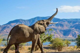 Elephant Kills American Tourist in Zambia: Tragic Safari Incident Shocks Community